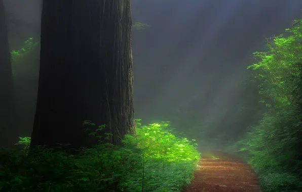 Forest, tree, trail, sequoia, redwood