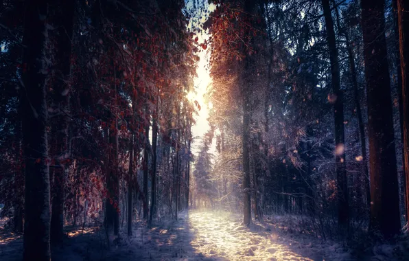 Обработка, солнечный свет, зимний лес