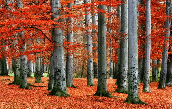 Картинка red, forest, trees