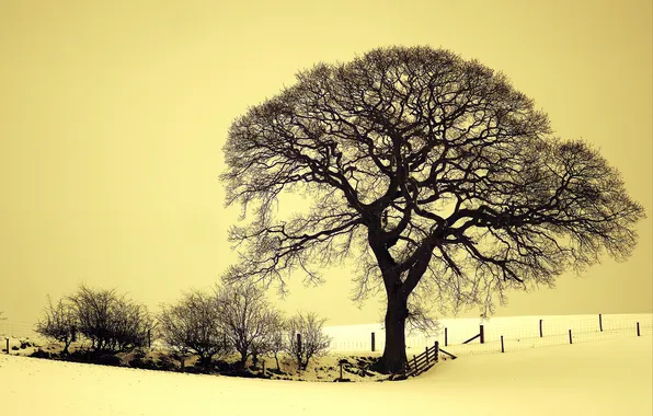 Зима, поле, снег, дерево