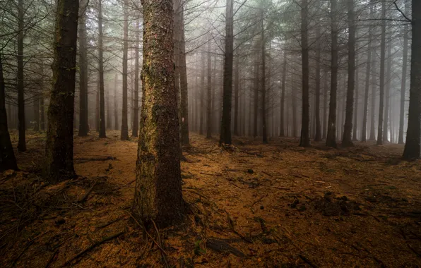 Картинка лес, ночь, туман, стволы, сосны