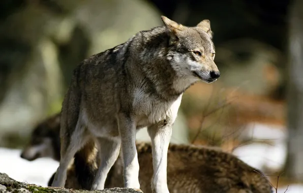 Картинка nature, predator, animal, wolf, wildlife, portrait, portrait., Canis lupus. face