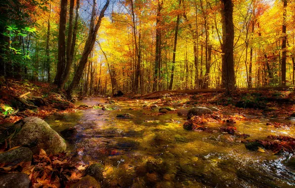 Осень, лес, деревья, природа, река, красота, поток