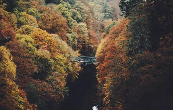 Осень, деревья, природа, река