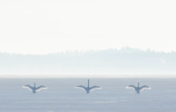 Птицы, природа, туман, лебеди