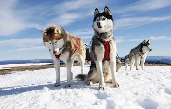 Собаки, небо, снег, упряжка