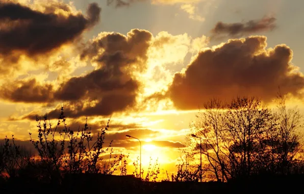 Dark, sky, sunset, plant