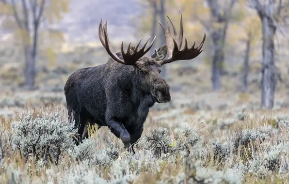 Mountain, canada, bull, icon, large, fall, mammal, moose