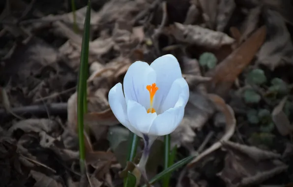 Картинка Крокус, Crocus, White flower, Белый цветок