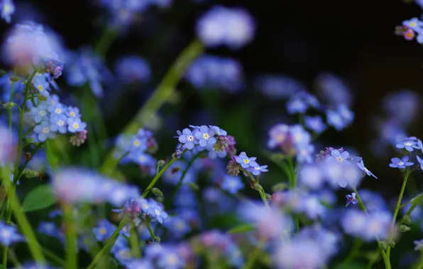 Картинка цветы, фокус, полевые, синие, незабудки