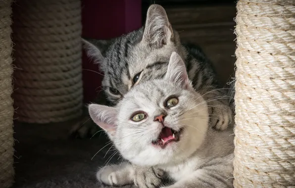 Кошка, кот, взгляд, свет, кошки, поза, уют, котенок
