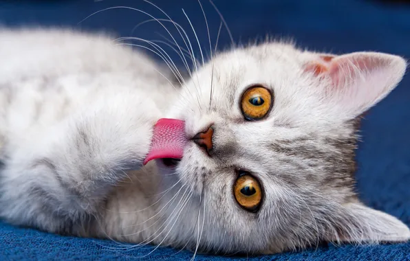 Язык, кошка, взгляд, поза, котенок, портрет, малыш, милый