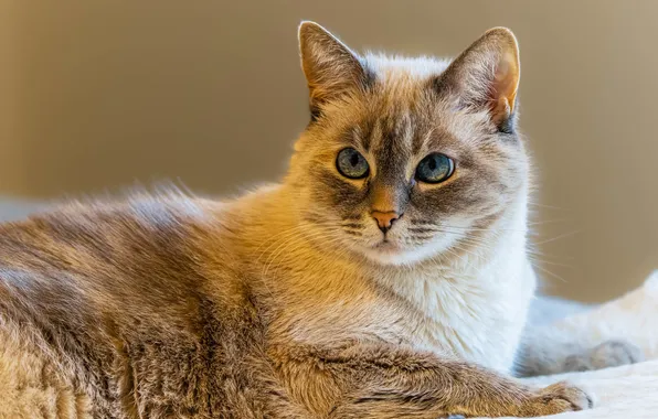 Кошка, кот, мех