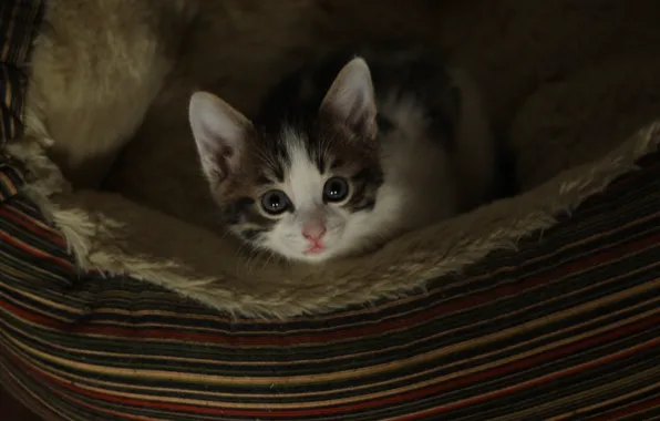 Взгляд, котенок, прятки