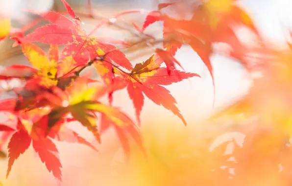 Осень, листья, фокус, ветка