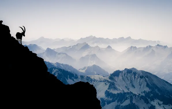 Картинка горы, гора, Швейцария, силуэт, Альпы, горный козёл, Ваниль Нуар