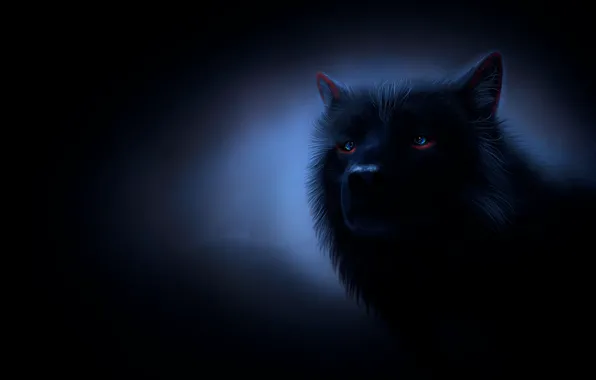 Картинка взгляд, ночь, волк