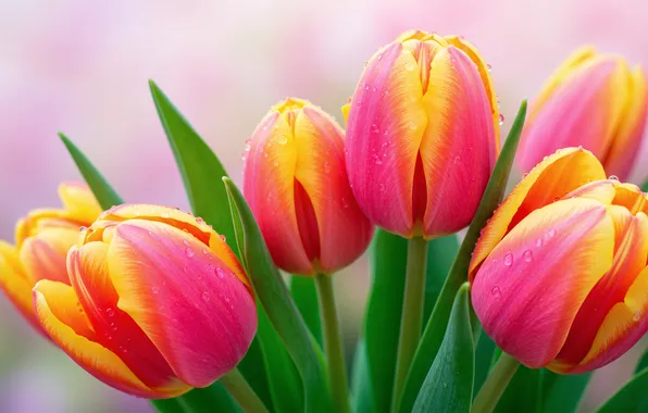Букет, тюльпаны, wallpaper, 8 марта, tulips, bouquet, March 8