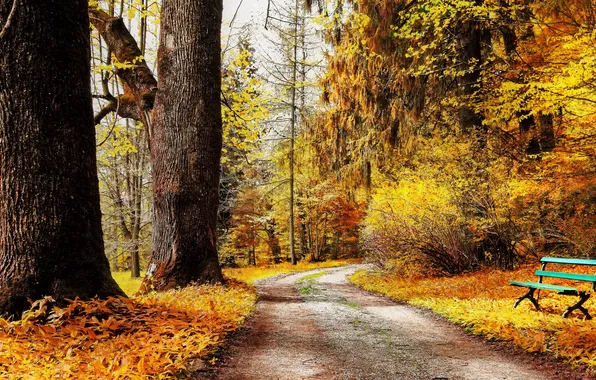 Картинка осень, листья, деревья, скамейка, парк, желтые, дорожка, кусты