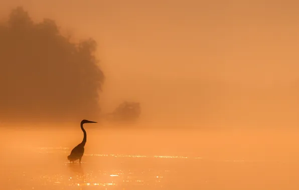 Картинка природа, туман, птица