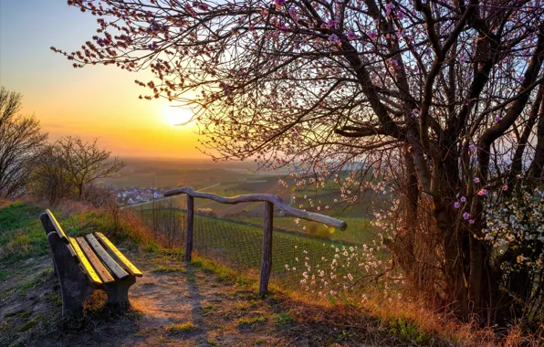 Солнце, скамейка, дерево, забор, весна, лавочка, цветение
