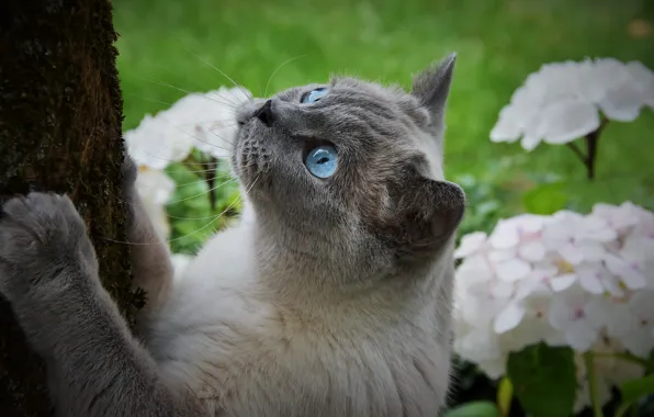 Природа, животное, Кошка, серая