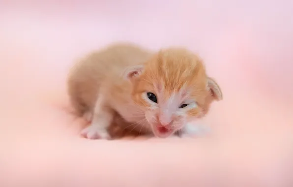 Кошка, поза, котенок, малыш, рыжий, мордочка, розовый фон, новорожденный