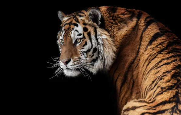 Картинка тигр, хищник, красавец, амурский