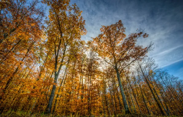 Картинка осень, лес, небо, трава, облака, деревья