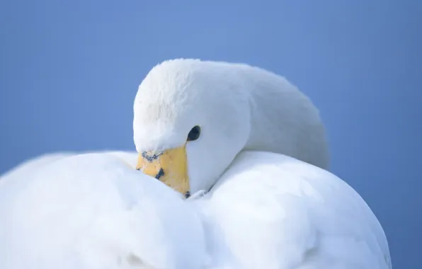 Белый, птица, лебедь