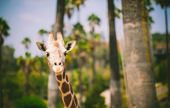 Картинка животное, жираф, смотрит