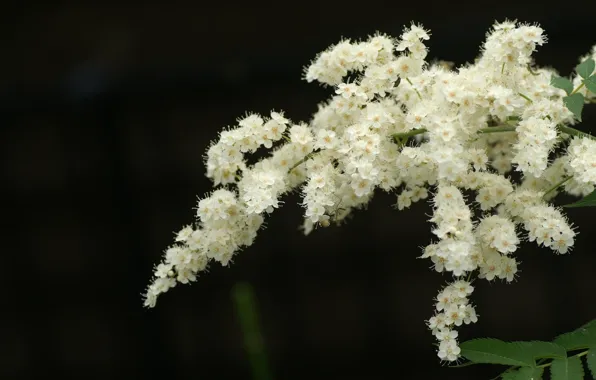 Картинка цветы, ветки, фон, насекомое