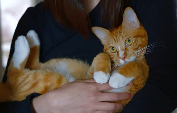 Кошка, кот, взгляд, девушка, руки, рыжий, милый, лежит