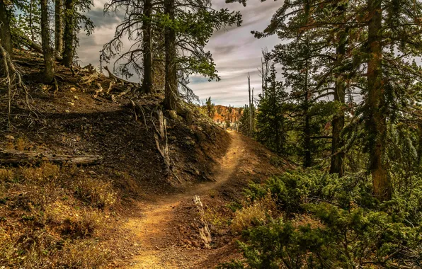 Картинка лес, облака, деревья, тропинка
