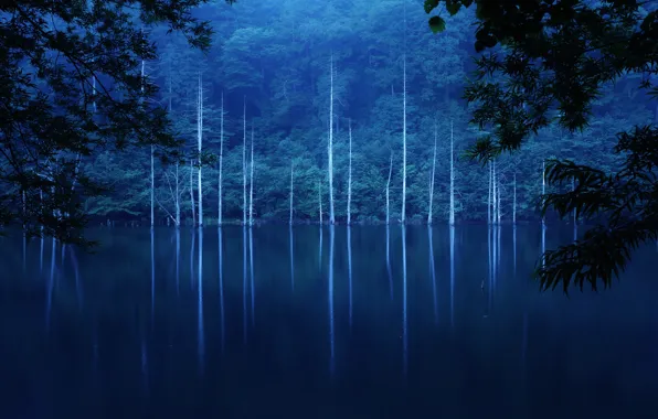 Лес, деревья, ночь, туман, озеро, склон