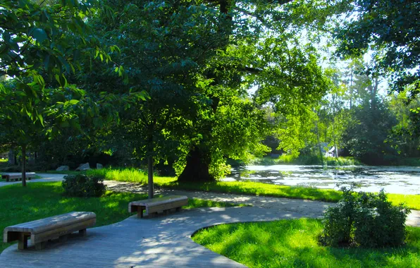 Trees, park, bench, alley