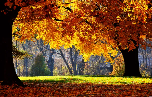Картинка деревья, природа, парк, фотографии, листопад, осень листя