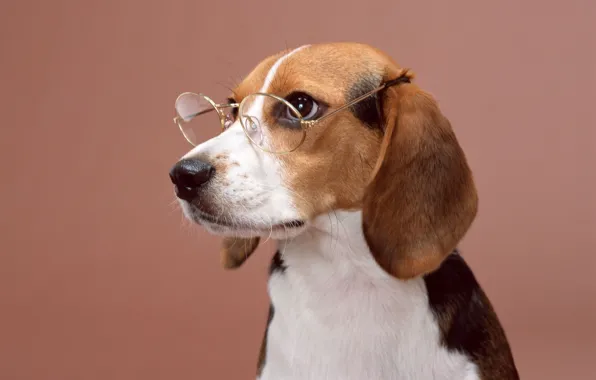 Собака, очки, пес, позирует