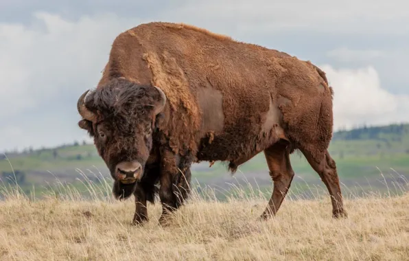 Animal, bison, AMERICA HEARTLAND
