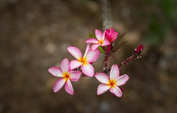 Nature, flowers, beauitiful