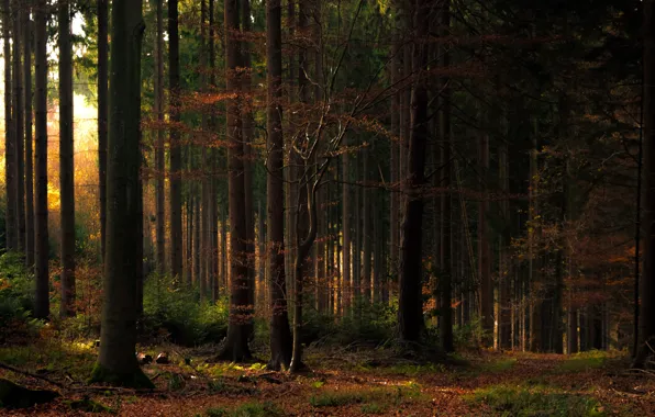 Картинка лес, свет, деревья, фото