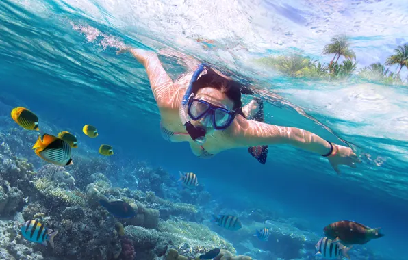 Diving, marine life, scuba diving