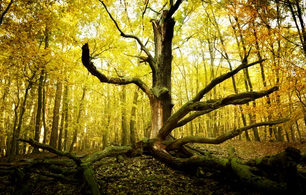 Осень, лес, природа, дерево, старое, сухое