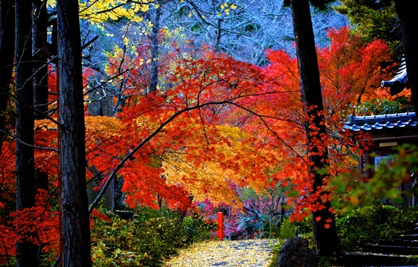 Картинка осень, деревья, дом, двор, дорожка