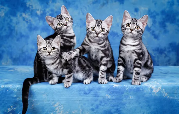 Взгляд, кошки, поза, фон, голубой, котята, малыши, мордочки