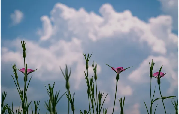 Картинка облака, макро, цветы, Растения, flowers, clouds, macro