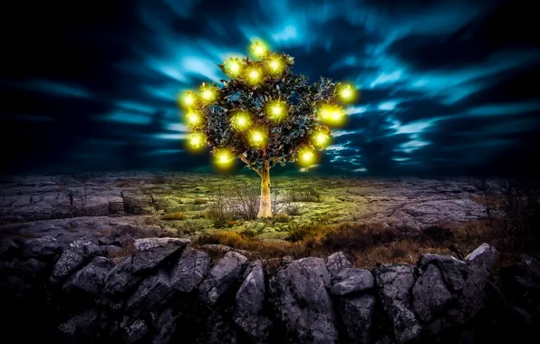 Light, sky, cloud, tree, ground