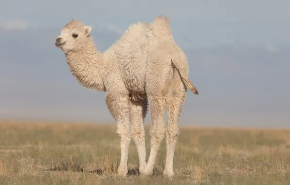 Картинка animals, brown, asia, backgrounds, baby, camel, calf, arid