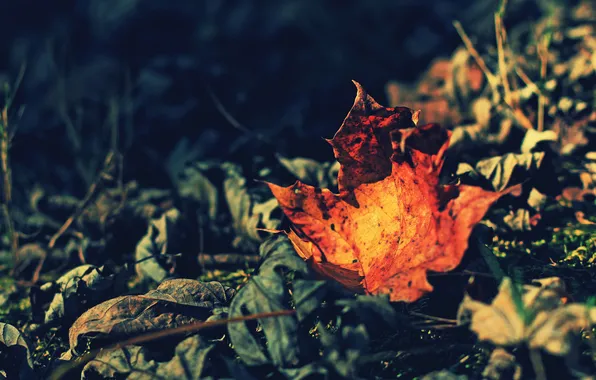Картинка осень, макро, лист, листва, сухая