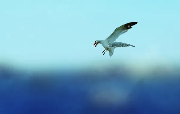 Картинка небо, животное, птица, чайка, sky, bird, animal, 2560x1600
